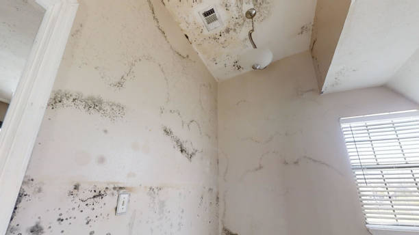 Best Emergency Mold Remediation  in Patton Village, TX