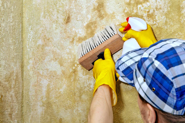 Forensic Mold Investigation in Patton Village, TX